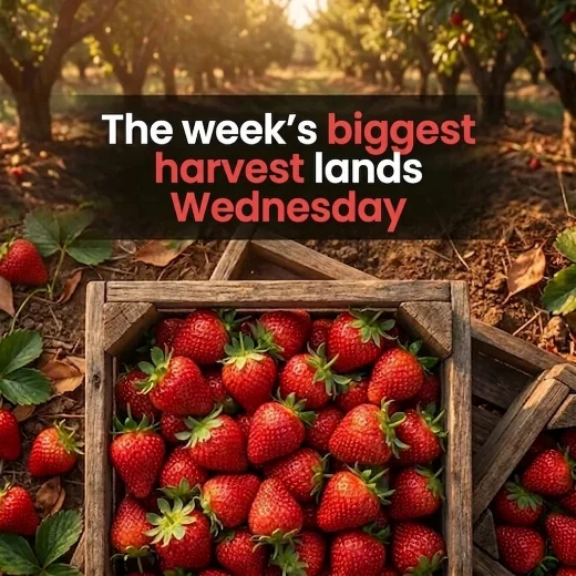 Grocer carousel: the week's biggest harvest lands on Wednesday